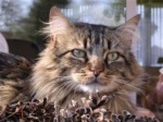 whiskas.jpg