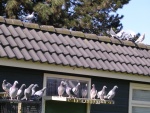 duivenruil 008.jpg