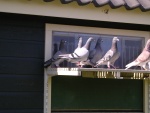 pigeons retour 009.jpg