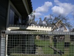 pigeons retour 020.jpg