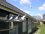 pigeons retour 021.jpg