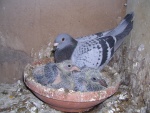 sandra pigeons 002.jpg