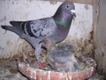 sandra pigeons 004.jpg