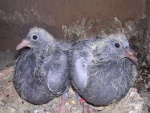 sandra pigeons 009.jpg