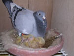 sandra pigeons 038.jpg