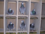 joep0063.JPG