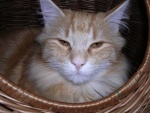 sjeng et kuueb 090.jpg